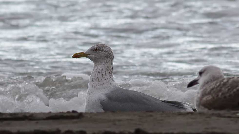 European Herring Gull