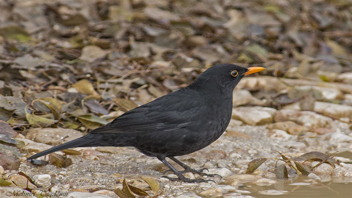 Common Blackbird