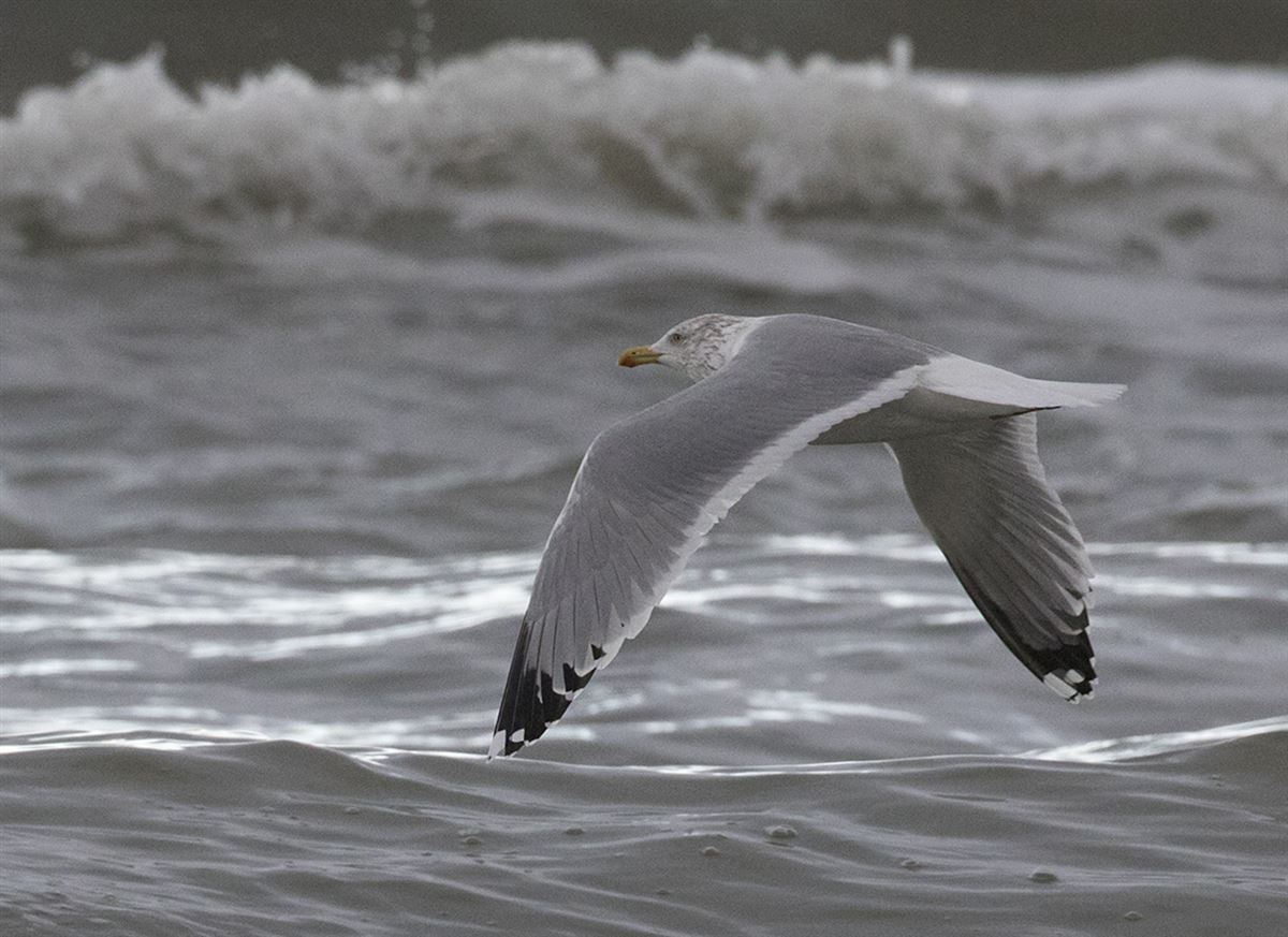 European Herring Gull