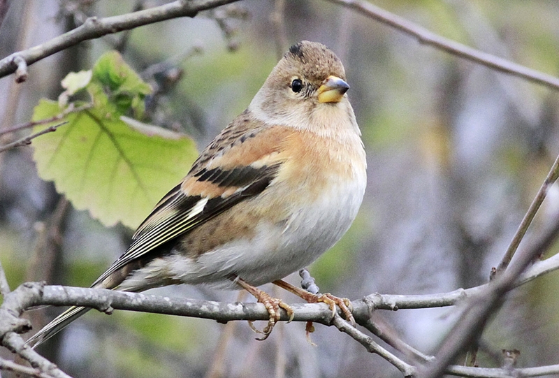 Brambling