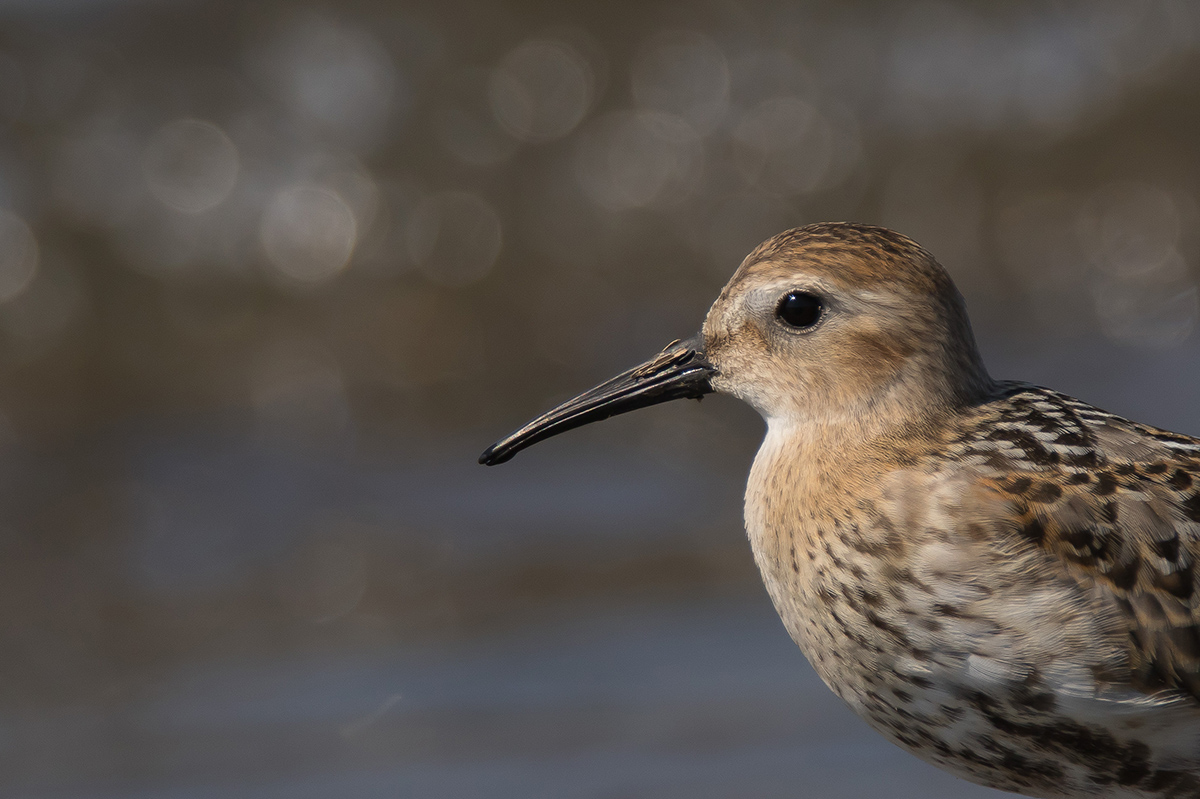 Dunlin