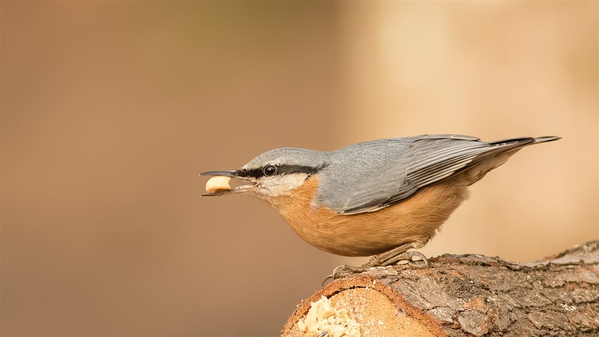 Eurasian Nuthatch