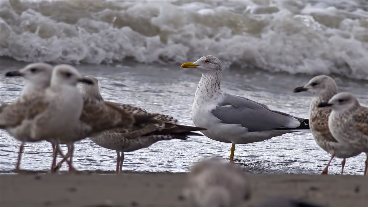 European Herring Gull