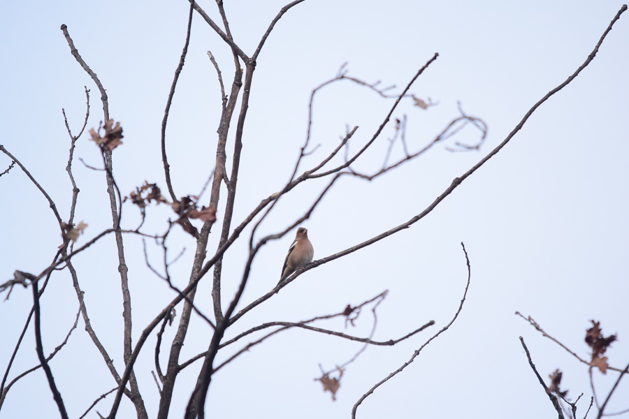 Eurasian Chaffinch