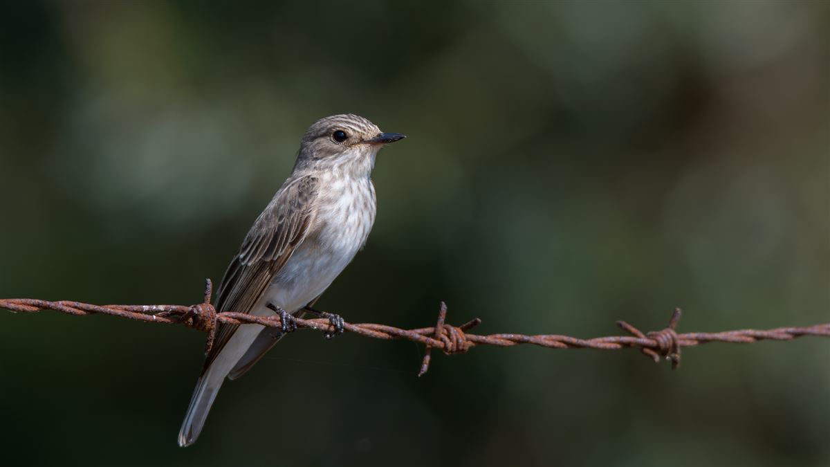 Spotted Flycatcher