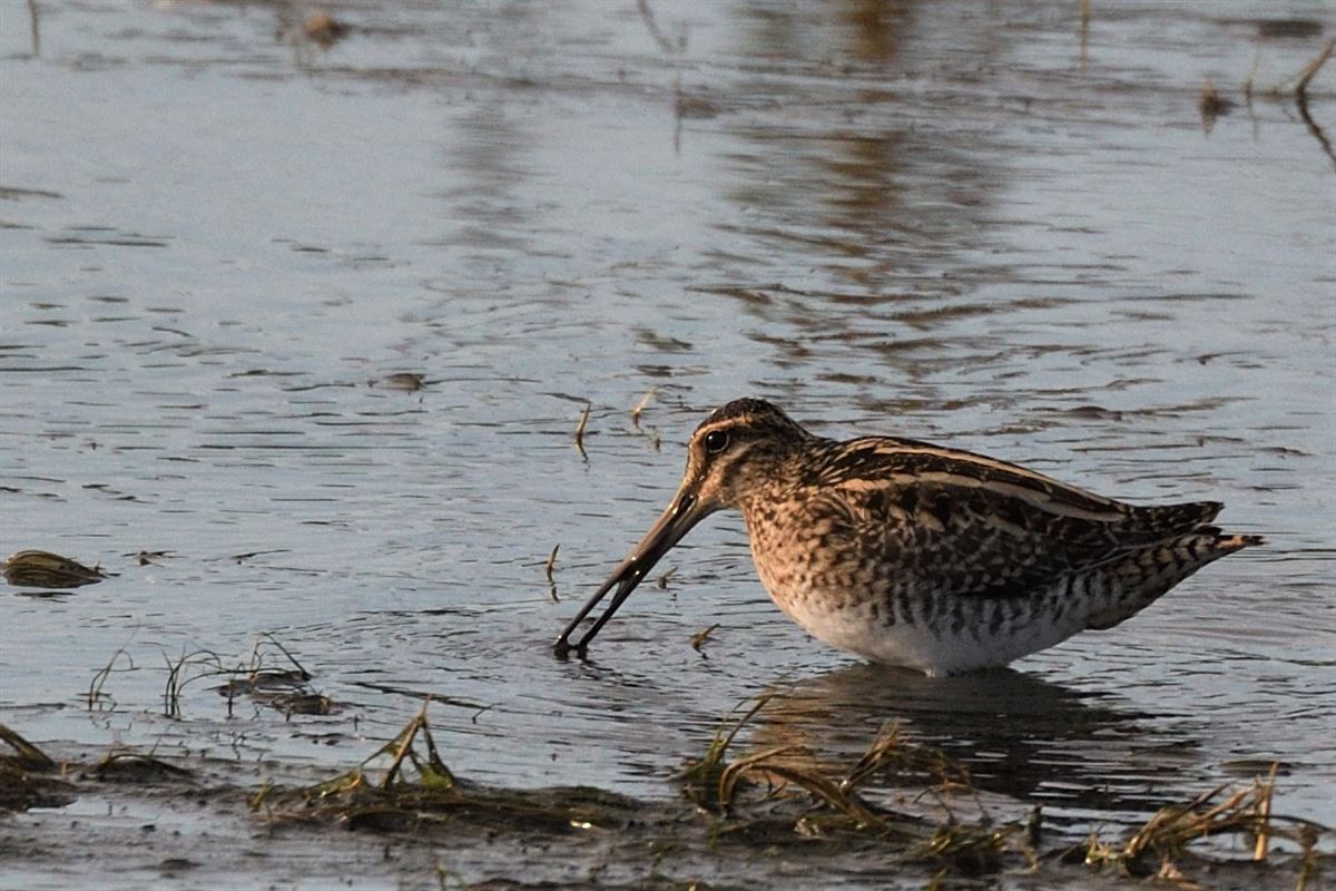Common Snipe