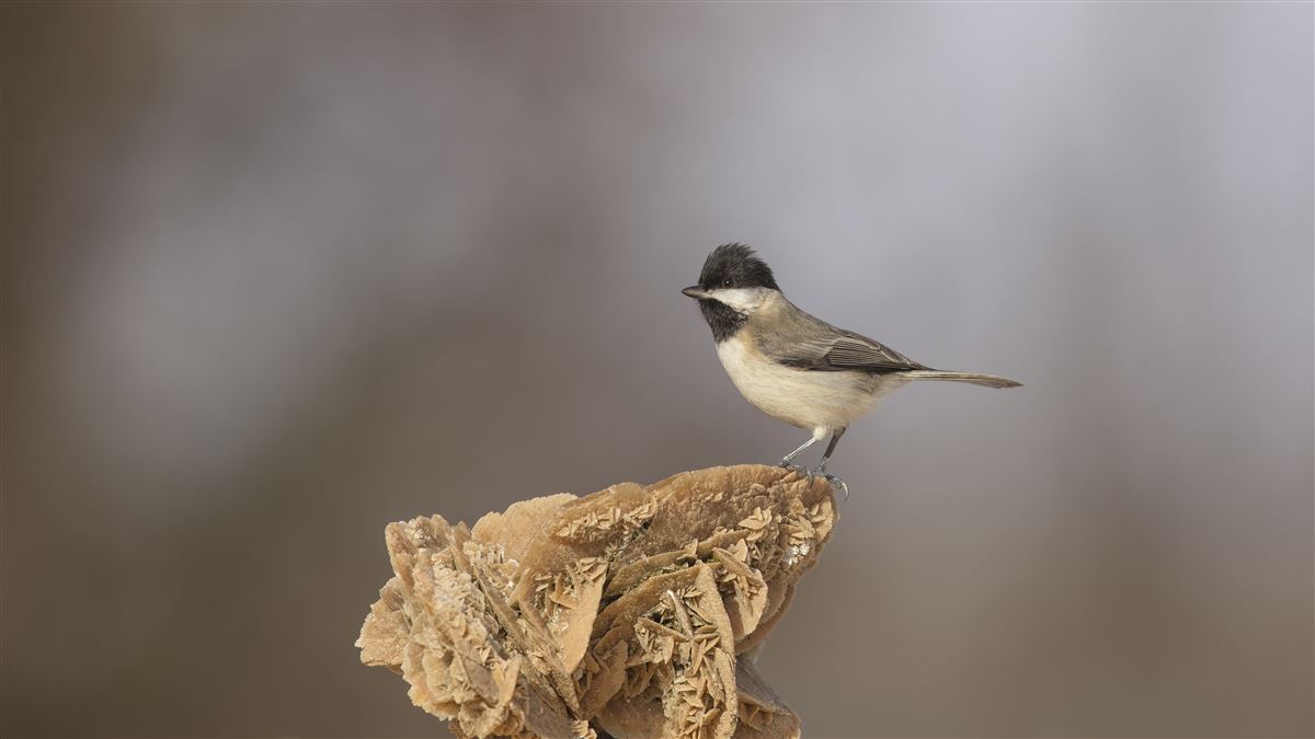 Sombre Tit