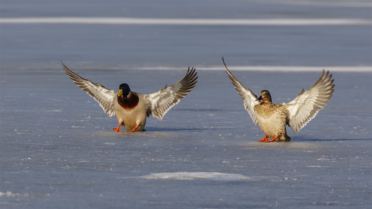 Mallard