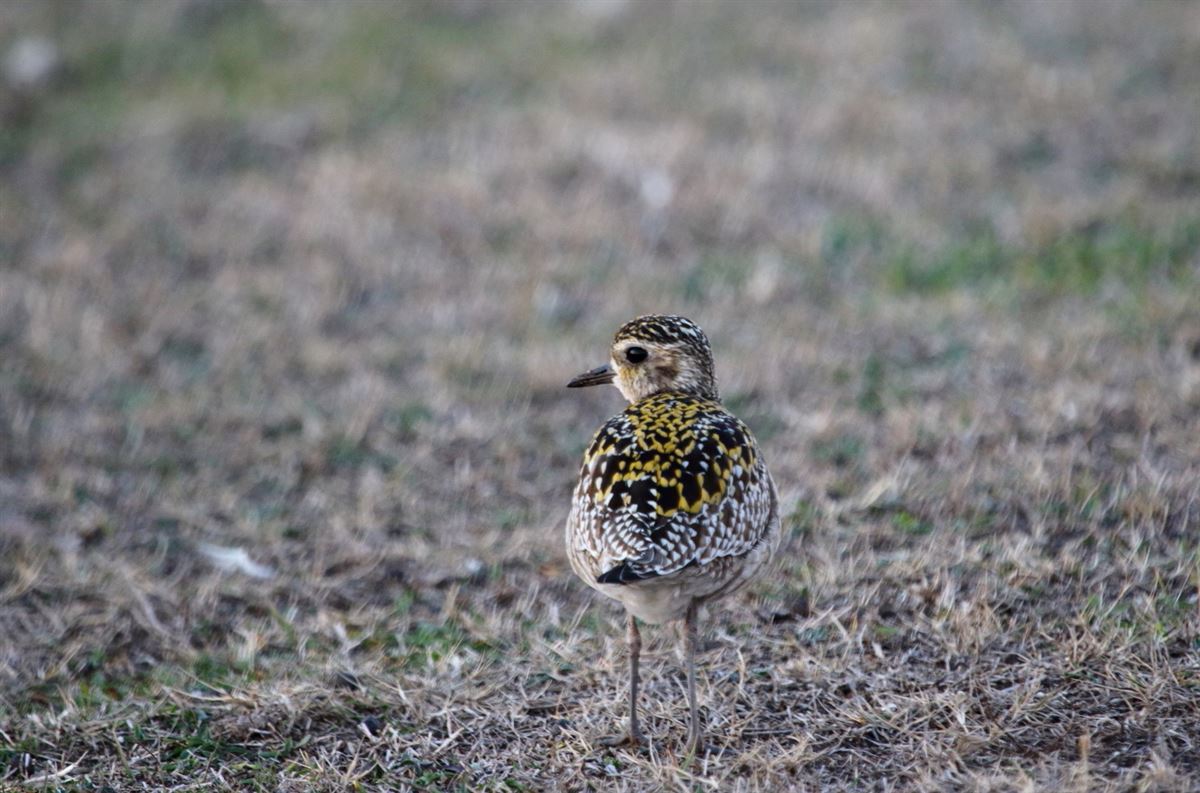 Pacific Golden Plover