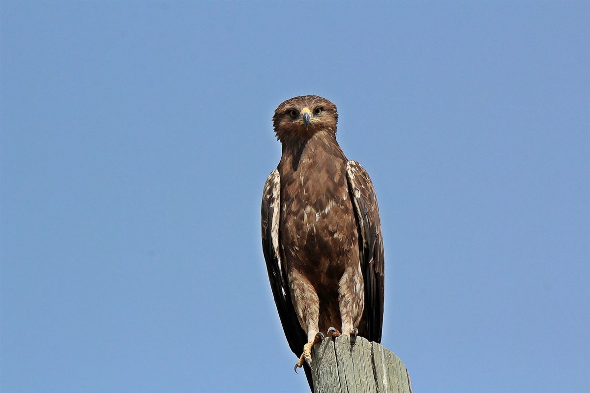 Lesser Spotted Eagle
