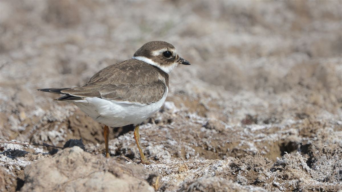 Common Ringed Plover
