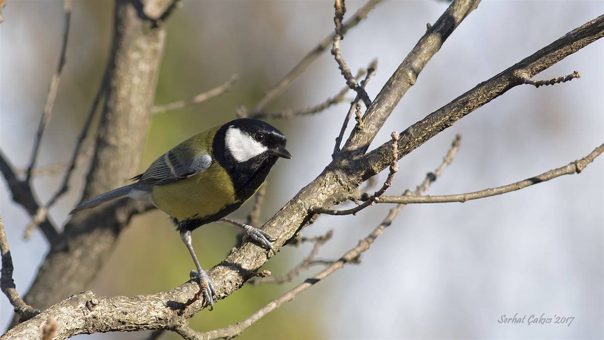 Great Tit