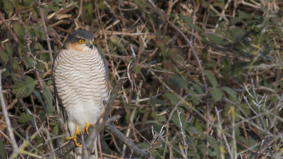 Eurasian Sparrowhawk
