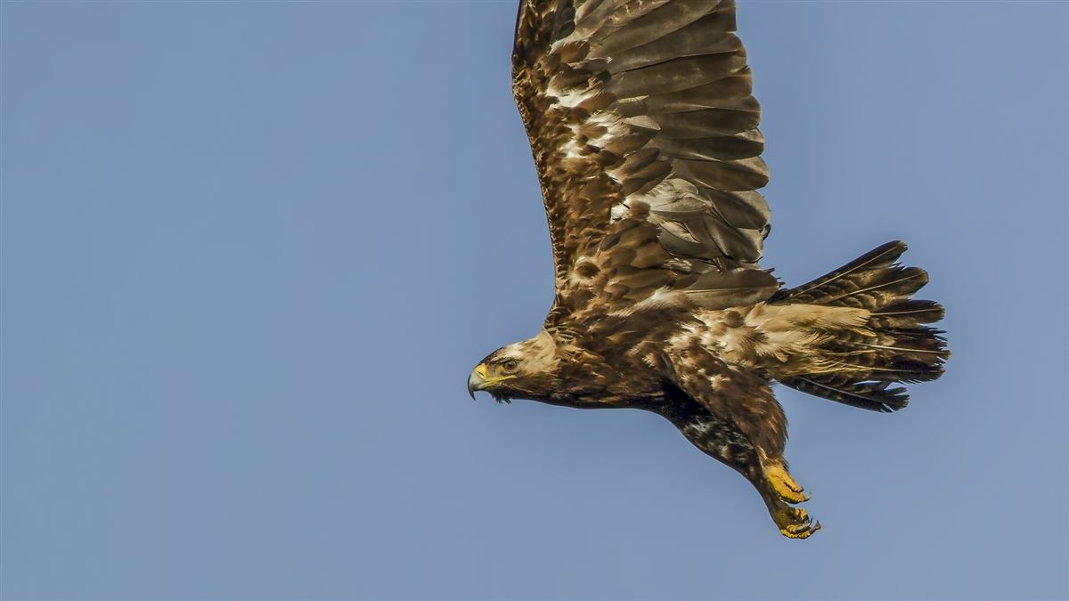 Eastern Imperial Eagle