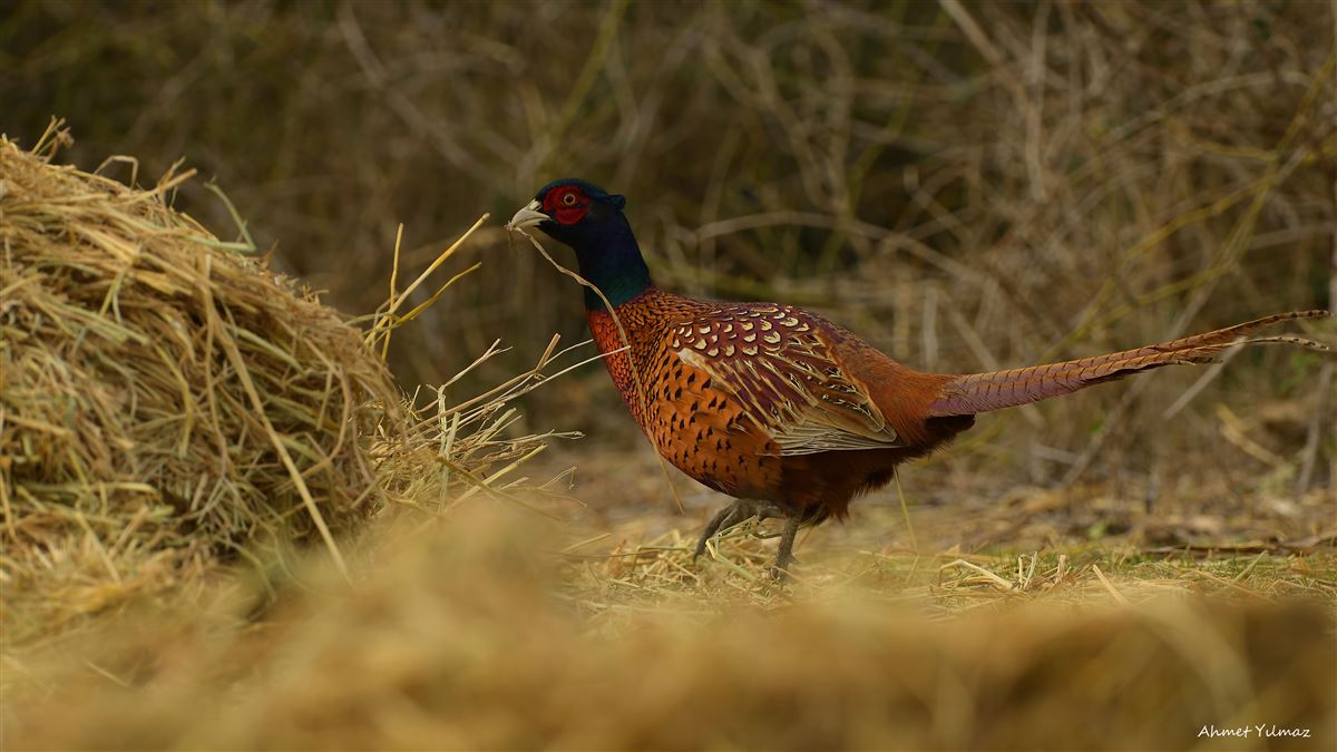 Common Pheasant