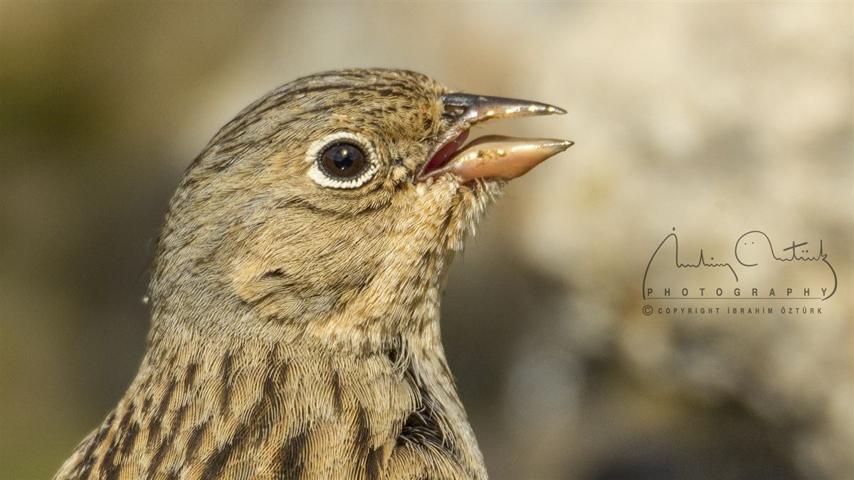 Cretzschmar`s Bunting
