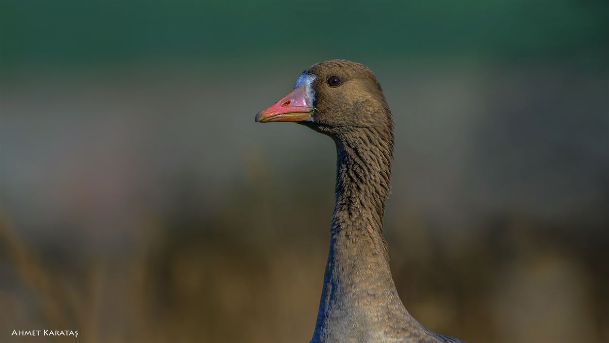 Greater White-fronted Goose