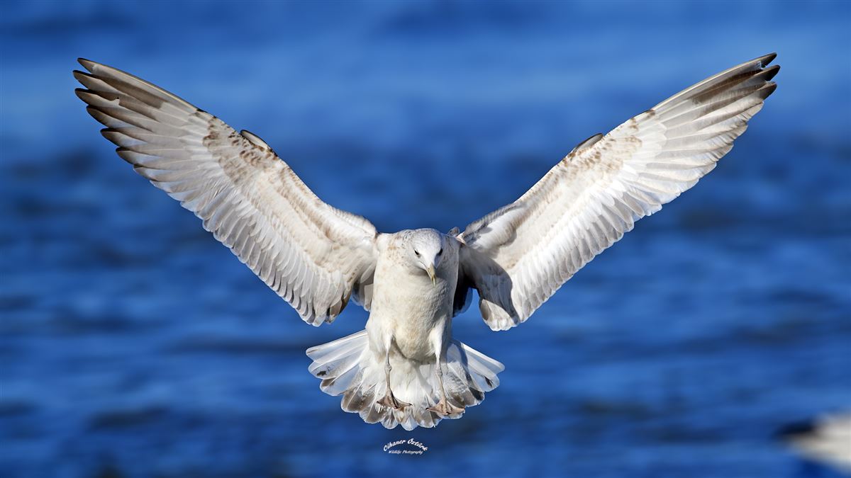 Caspian Gull