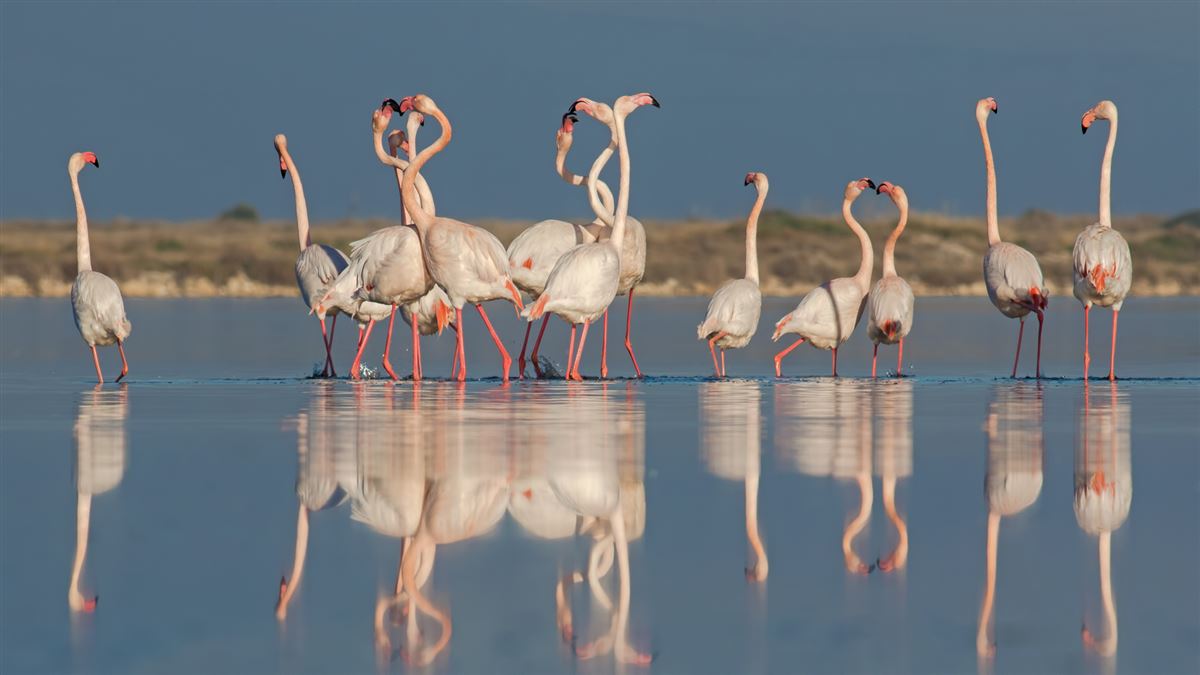 Flamingo