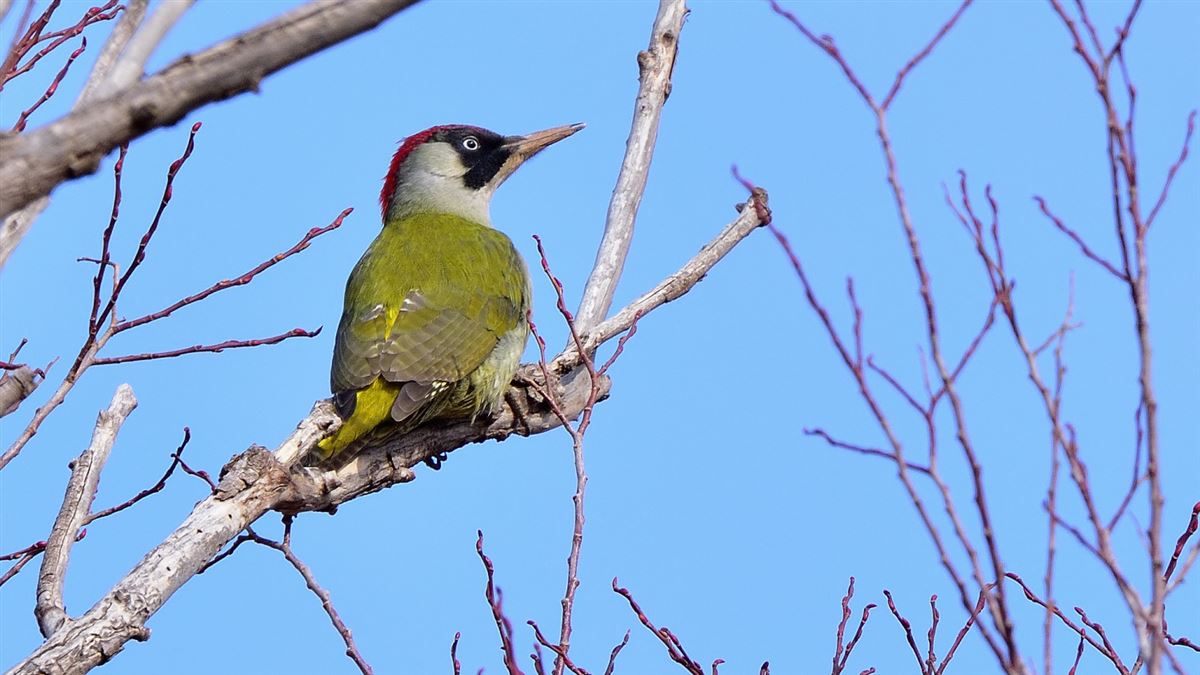 European Green Woodpecker