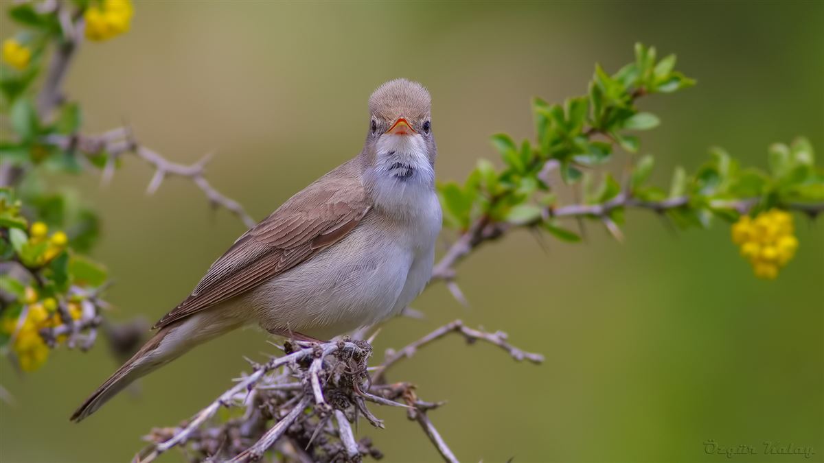 Upcher`s Warbler