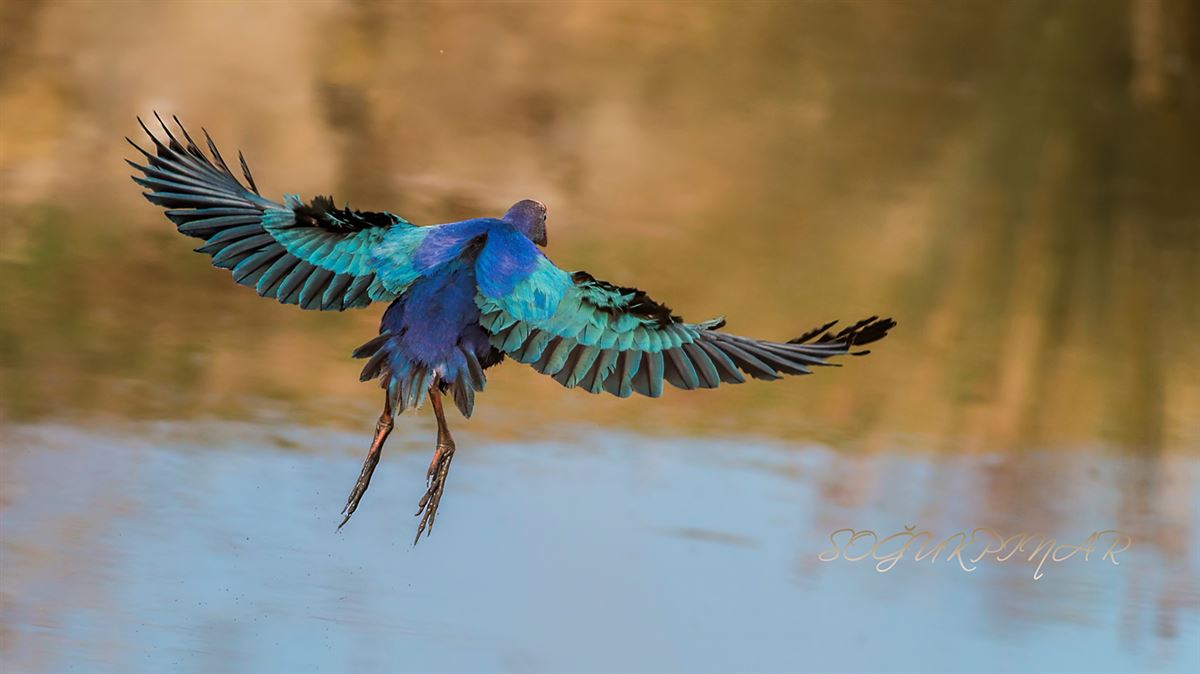 Grey-headed Swamphen