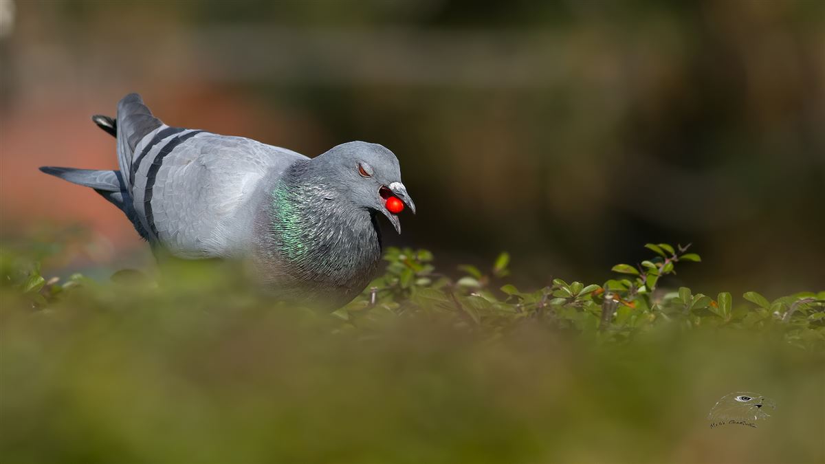 Rock Dove