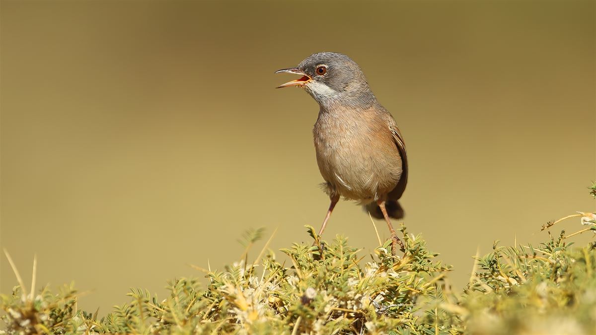 Spectacled Warbler