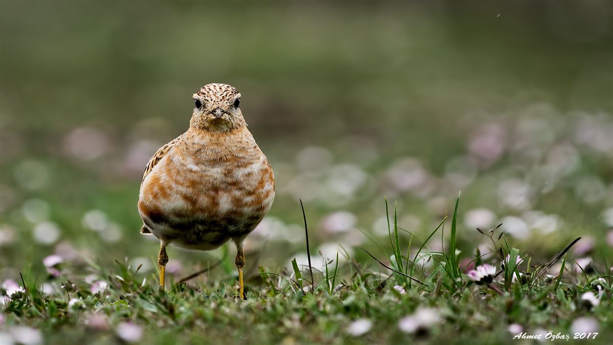 Eurasian Dotterel