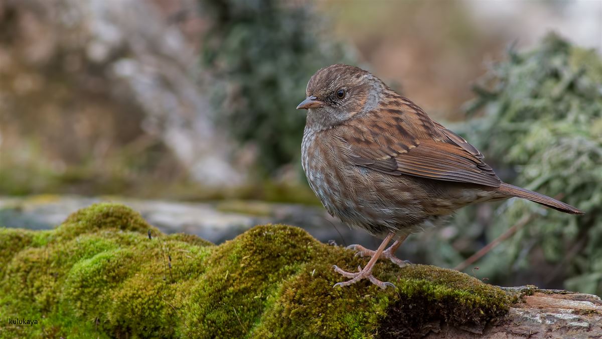 Dunnock
