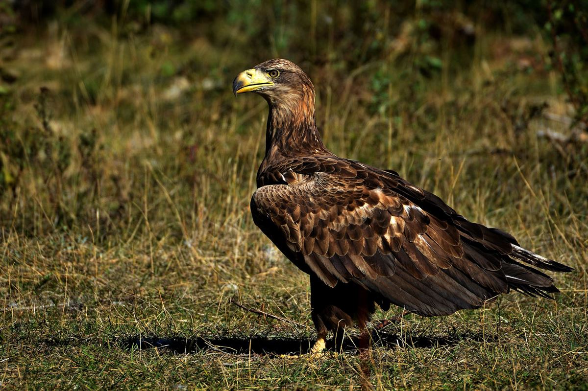 White-tailed Eagle