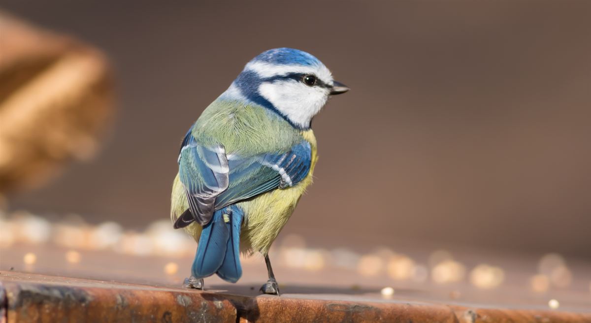 Eurasian Blue Tit