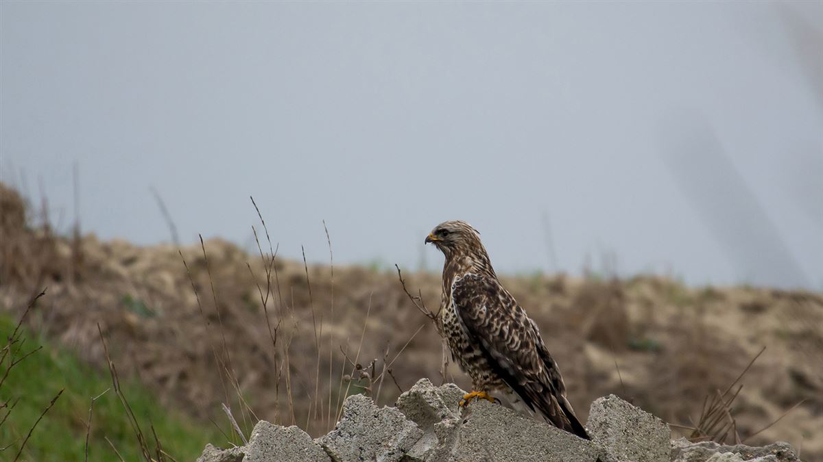Rough-legged Buzzard