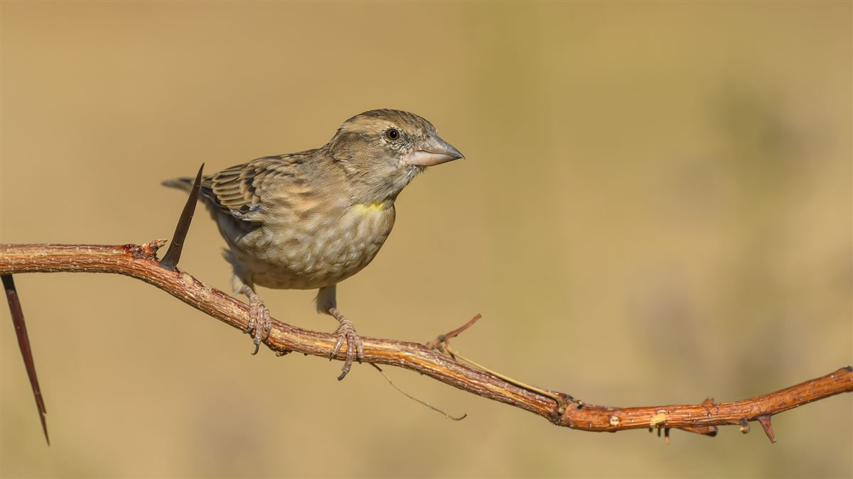 Rock Sparrow