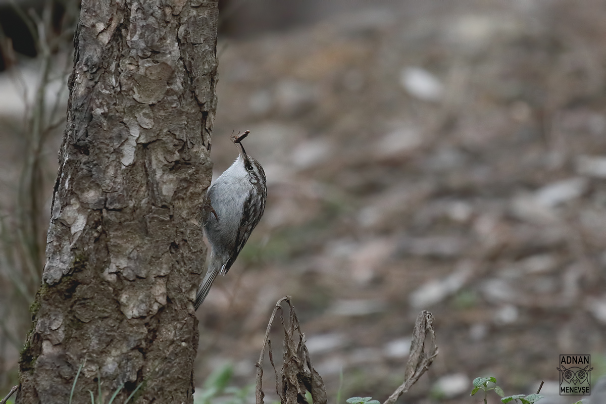 Eurasian Treecreeper