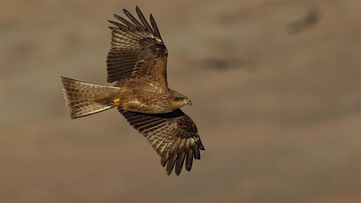 Black Kite