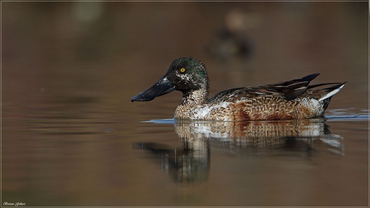 Northern Shoveler