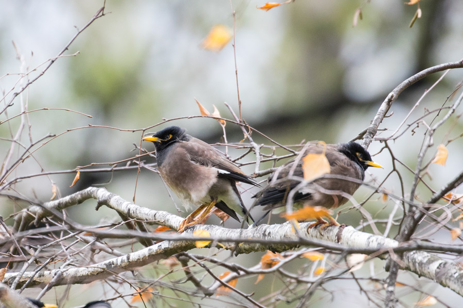 Common Myna