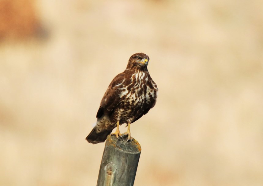 Common Buzzard