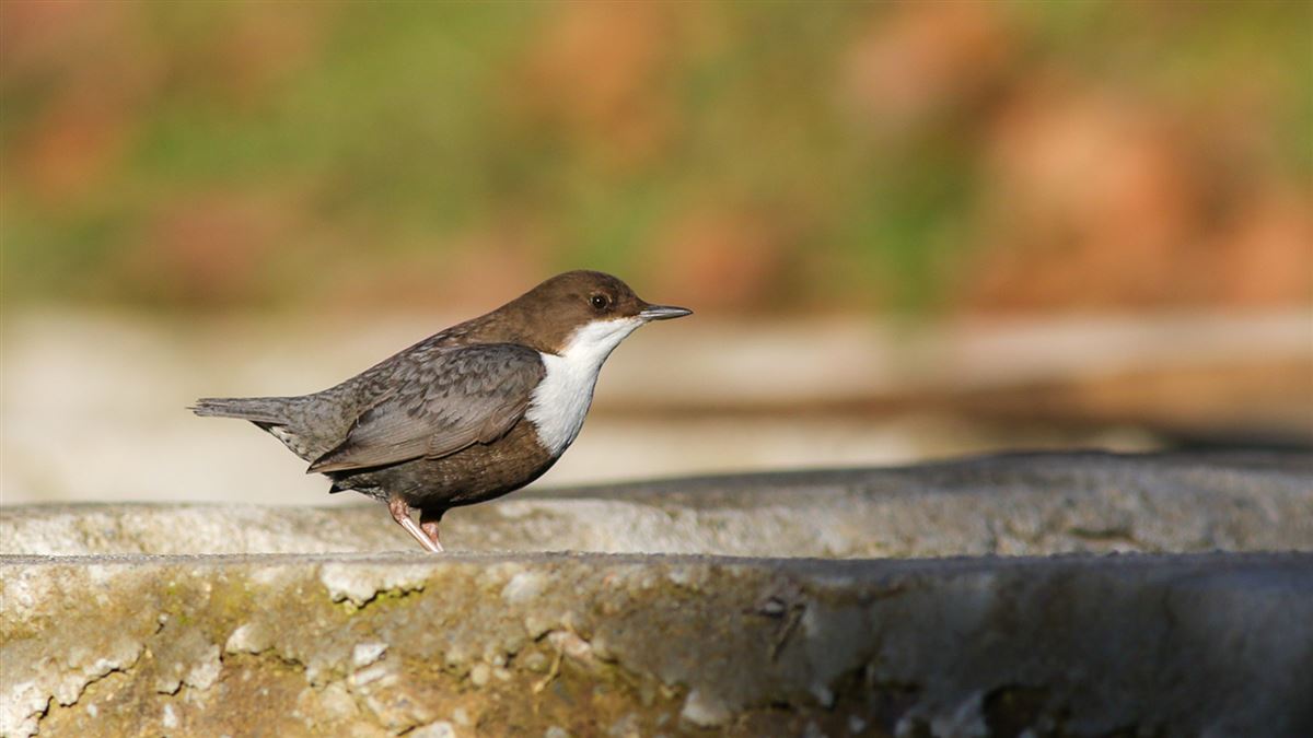 White-throated Dipper