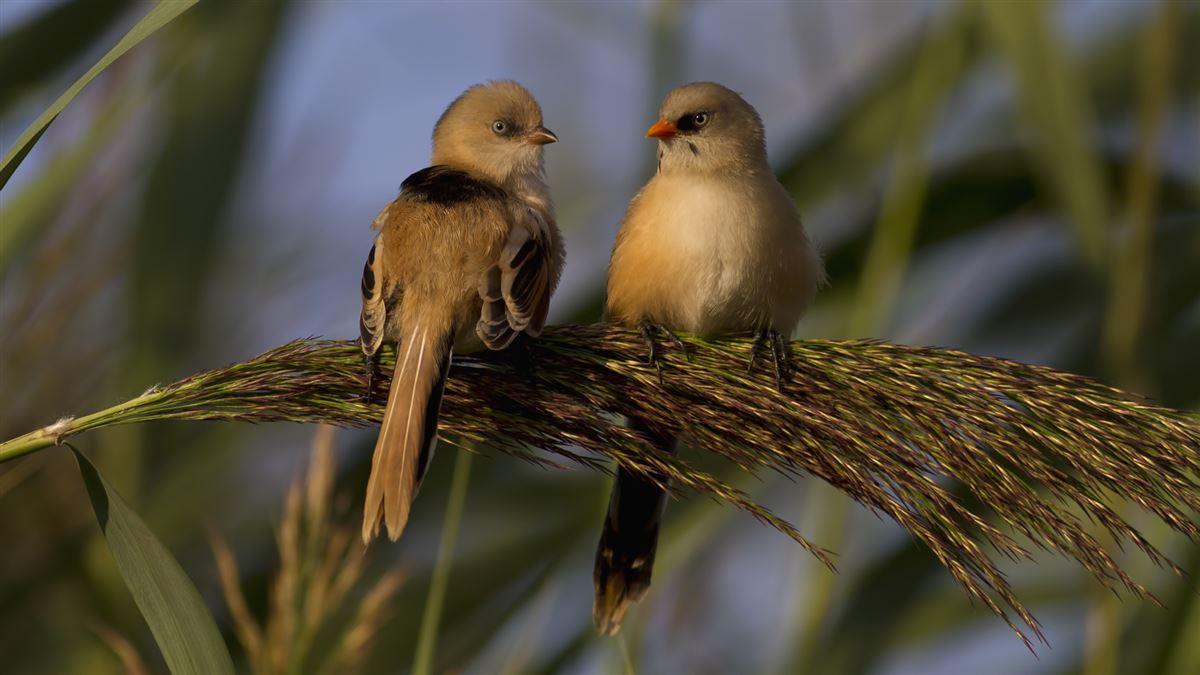 Bearded Reedling