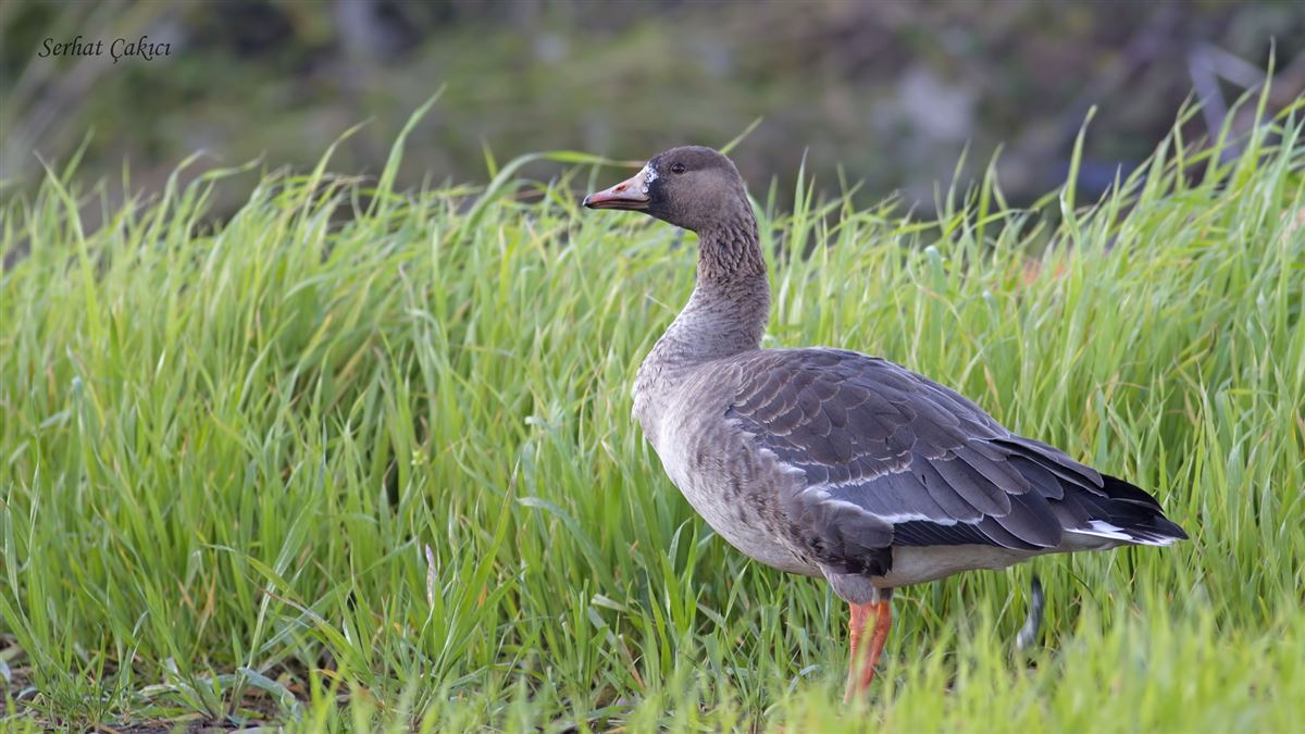 Greater White-fronted Goose