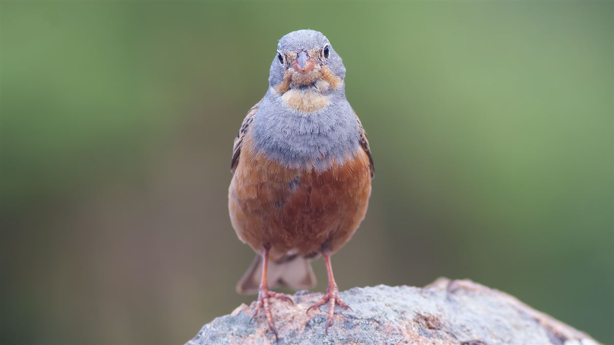 Cretzschmar`s Bunting