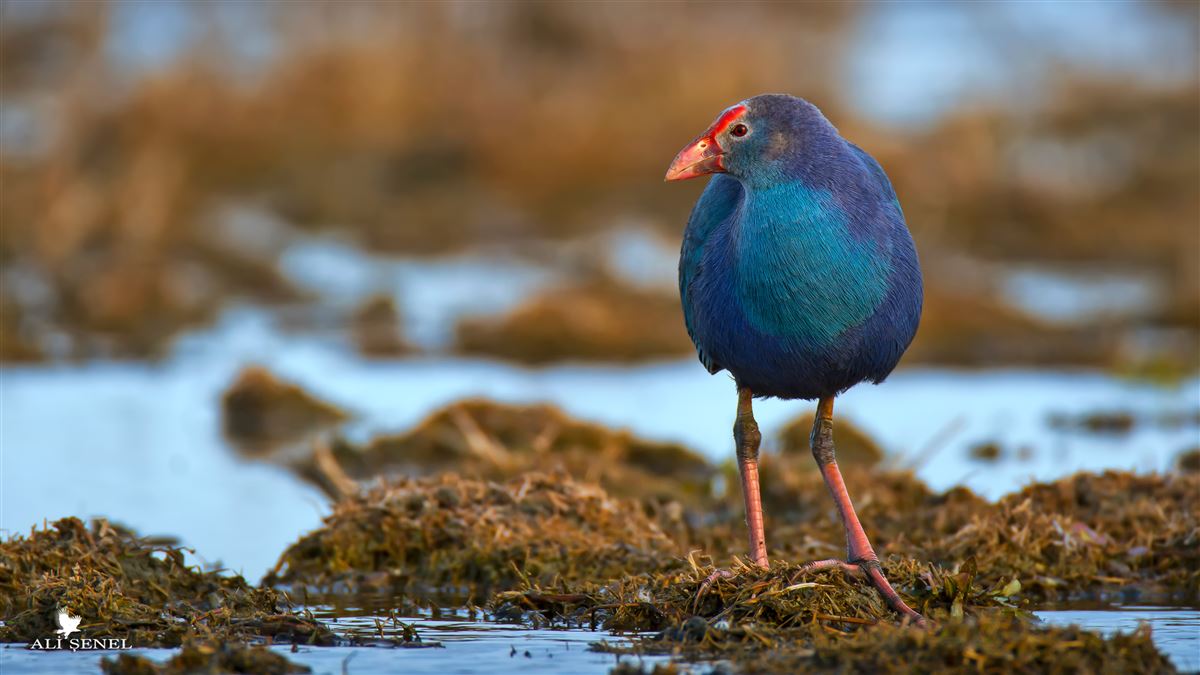Grey-headed Swamphen