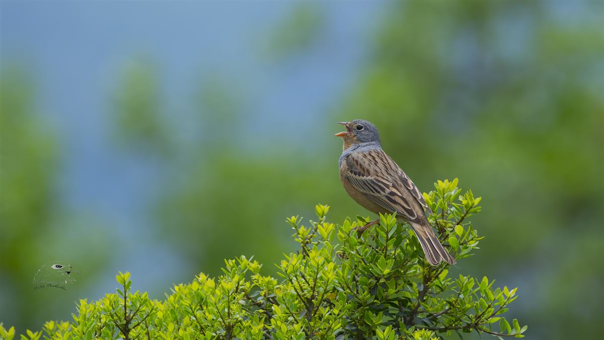 Cretzschmar`s Bunting