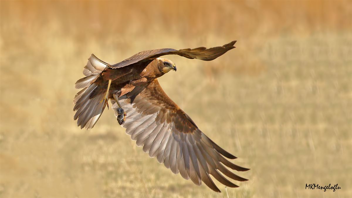 Western Marsh Harrier
