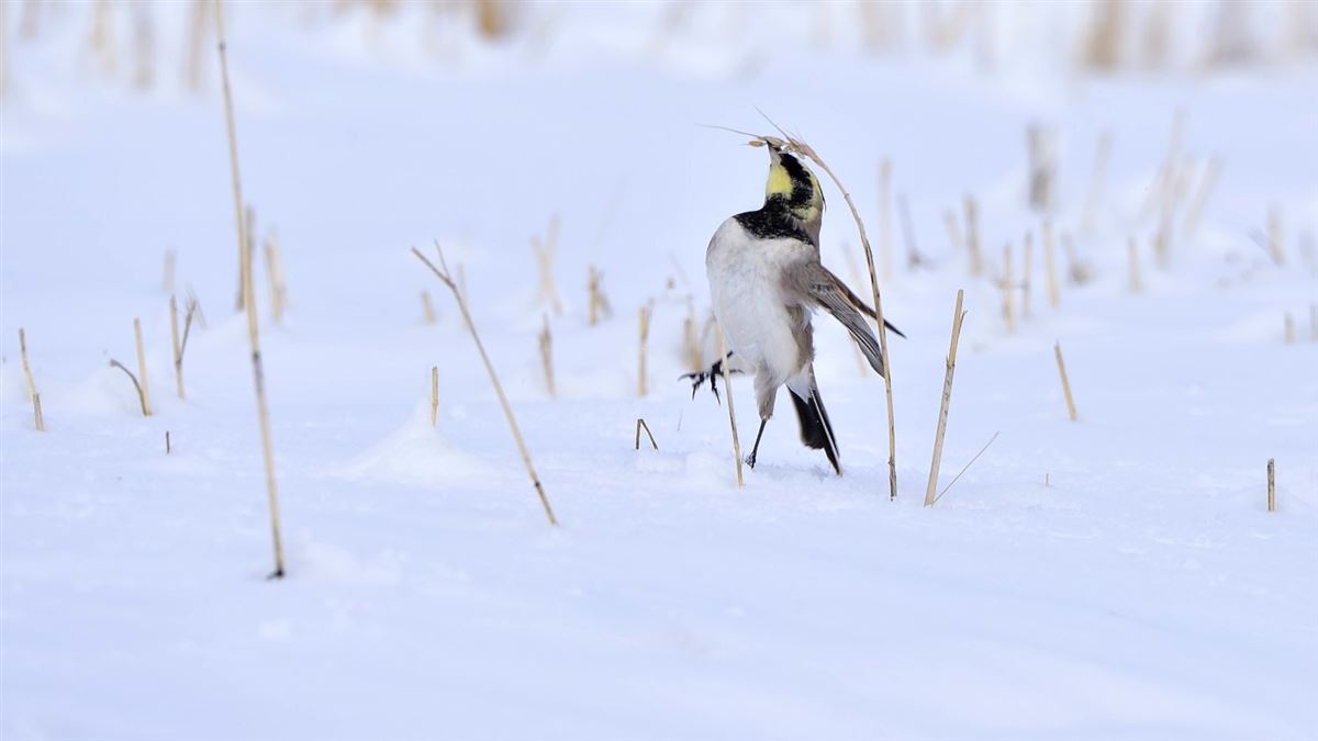 Horned Lark