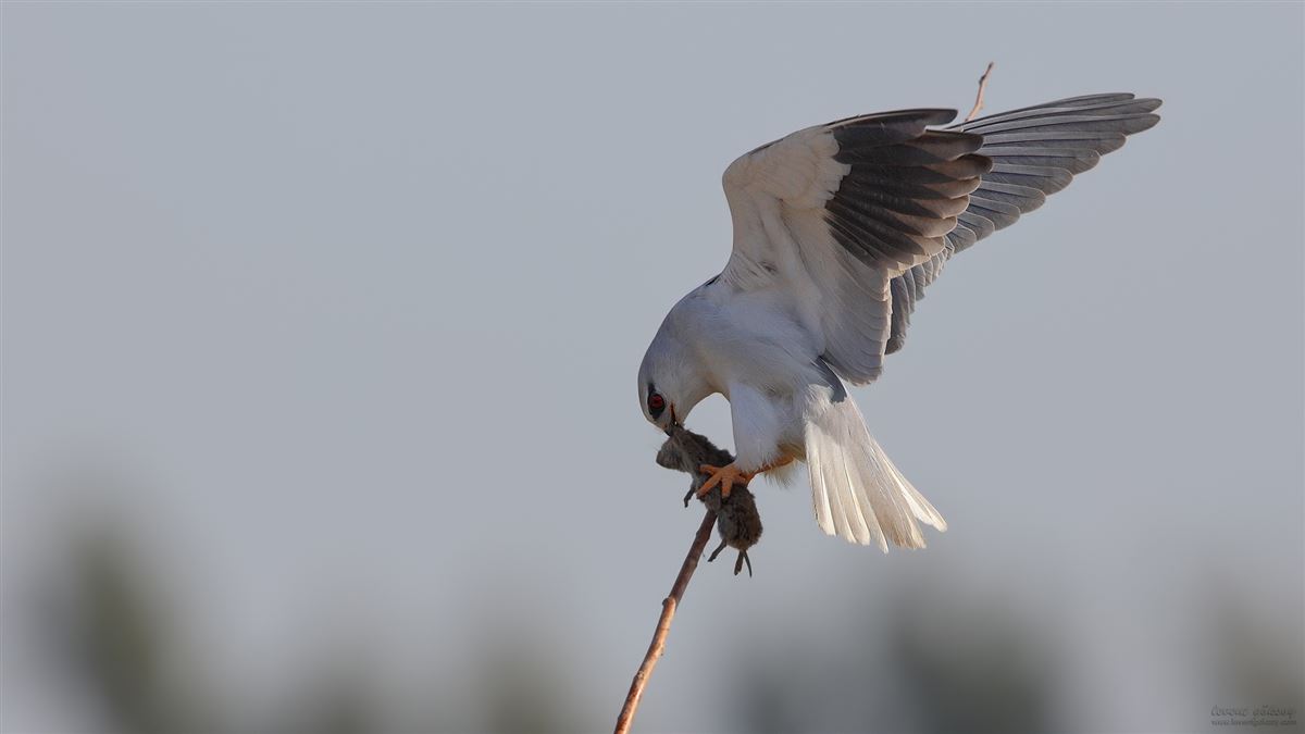 Black-winged Kite