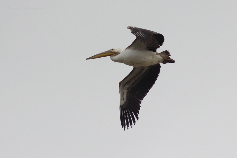 Great White Pelican