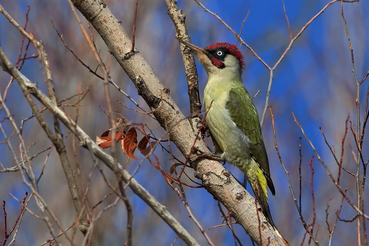 European Green Woodpecker